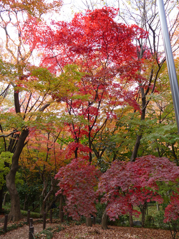 都内紅葉自転車散歩 北の丸公園他1